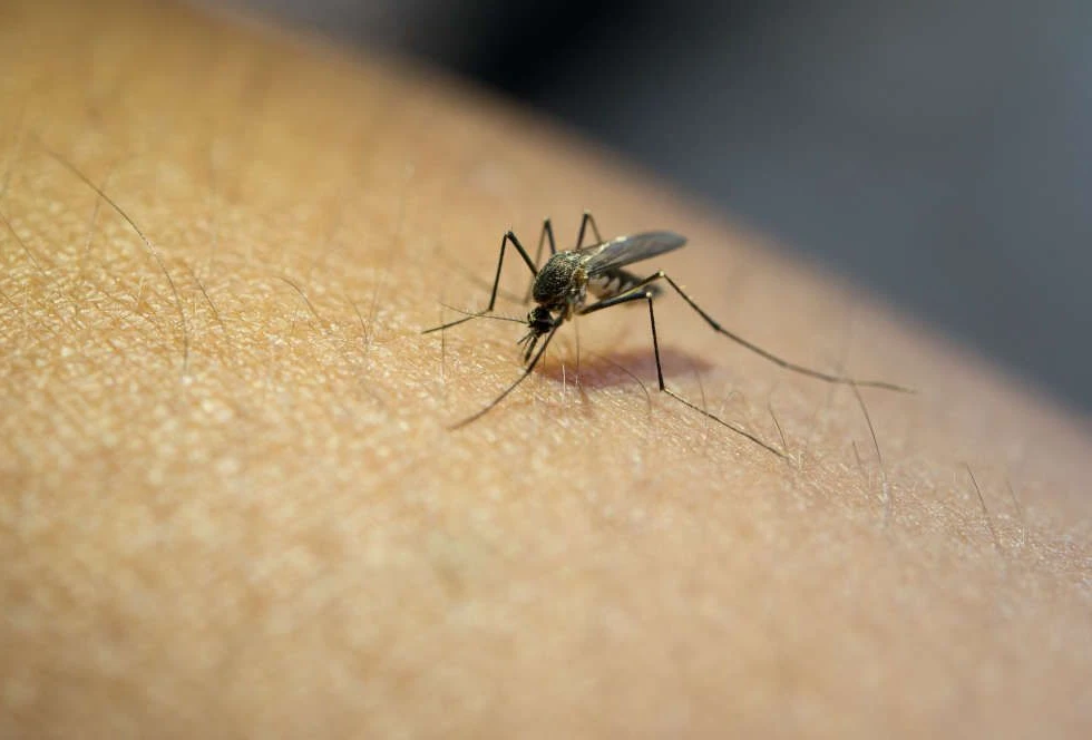 Pharmacy First Insect Bite Image